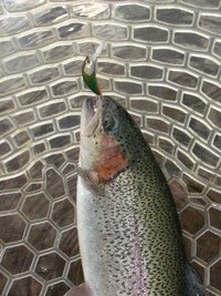 すそのＦＰ釣行