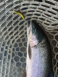すそのＦＰ釣行