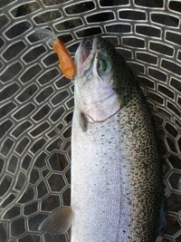 すそのＦＰ釣行