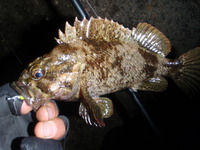 仕事帰り・・・癒しの1時間 2012/03/16 22:16:50