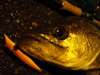 ボロボロ 2008/06/04 02:26:42