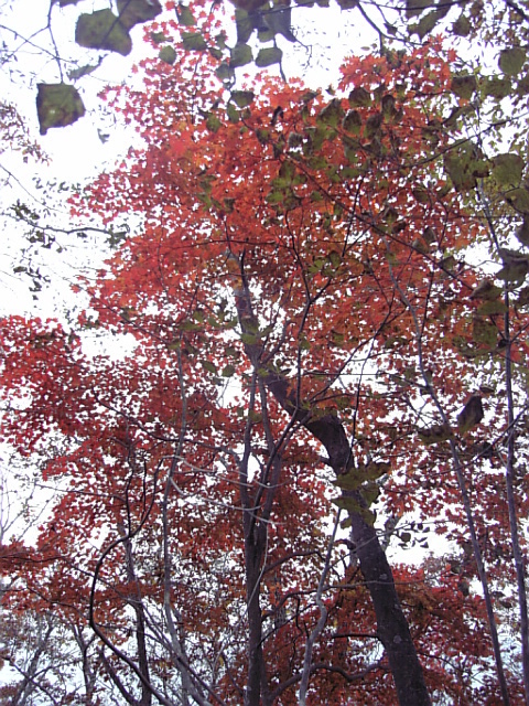 秋の茅ヶ岳②