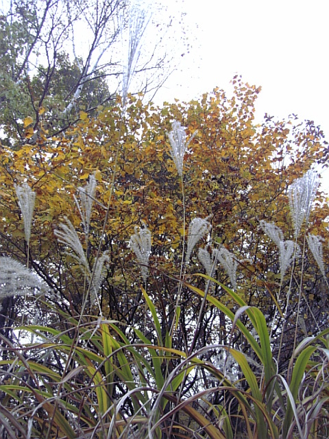 秋の茅ヶ岳②