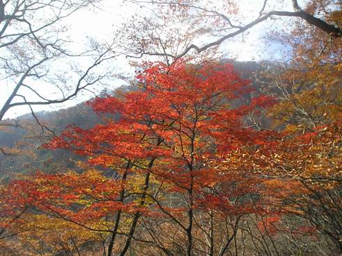 秋の鴨沢～七ツ石山