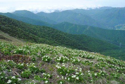 花満開の平標山・仙ノ倉山