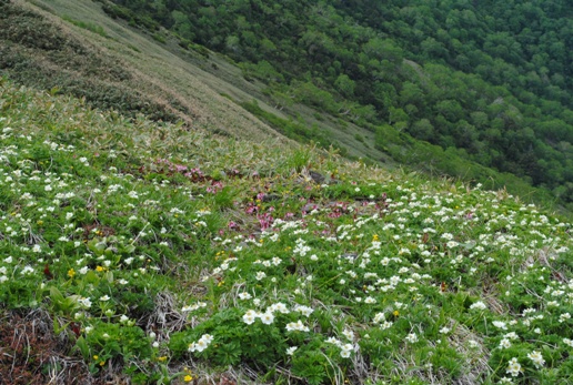 花満開の平標山・仙ノ倉山