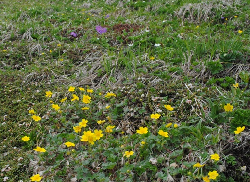 花満開の平標山・仙ノ倉山