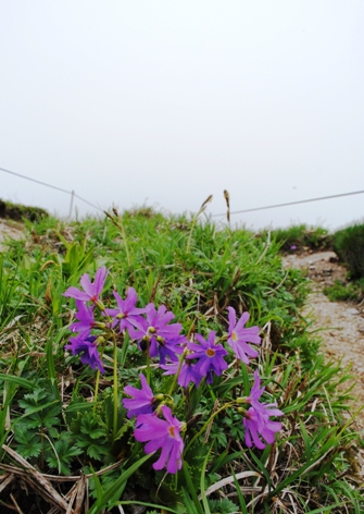 花満開の平標山・仙ノ倉山