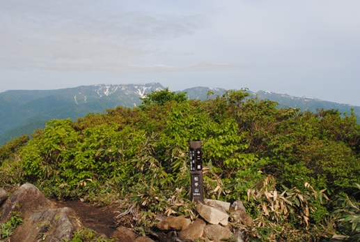 花満開の平標山・仙ノ倉山