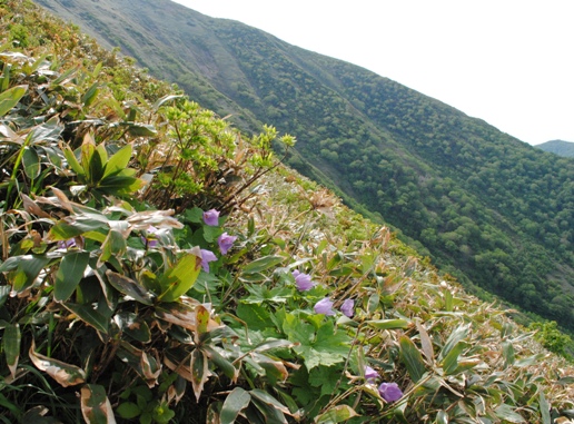 花満開の平標山・仙ノ倉山