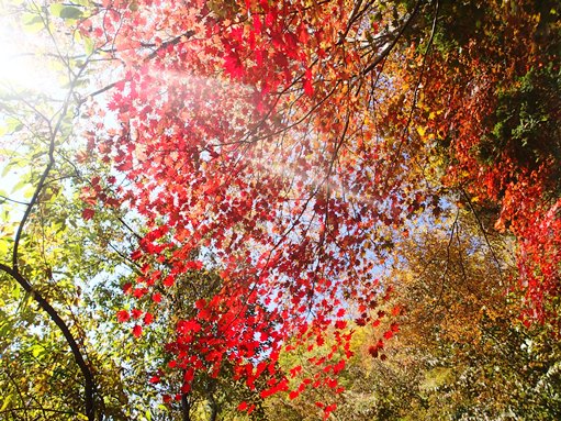 紅葉まっさかりの日向山