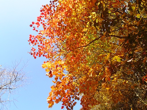 紅葉まっさかりの日向山