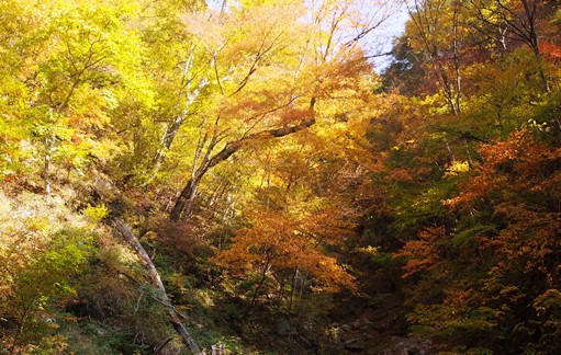 紅葉まっさかりの日向山