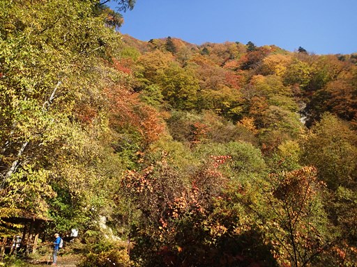 紅葉まっさかりの日向山