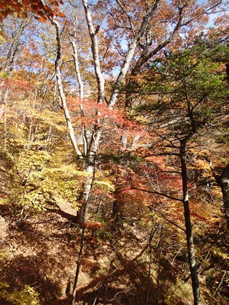 紅葉まっさかりの日向山