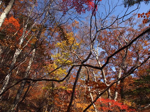 紅葉まっさかりの日向山