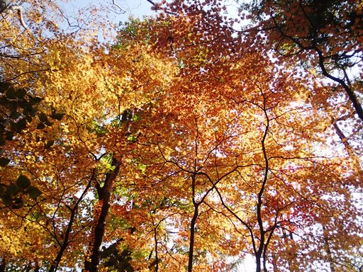 紅葉まっさかりの日向山