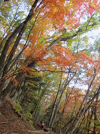 紅葉まっさかりの日向山