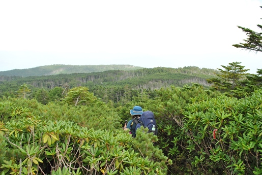 残暑の八ヶ岳 ゆるゆる山行①～麦草峠･黒百合テント泊～