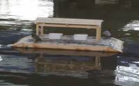 カルガモの巣設置（その３） 2008/01/16 10:59:56