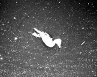 カルガモ観察日誌20080526 2008/05/26 16:11:03