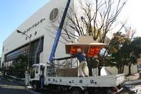 カルガモの巣設置（その１）！ 2008/01/11 14:16:28