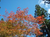 秋のぬくみ・林間学校　FINAL