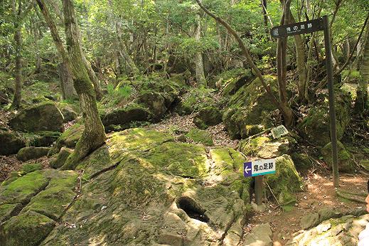 大江山の鬼～みのむしの自由研究～１