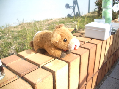 小径車仲間と冬の淡路島１周ライド。