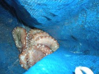 タコ釣り　アジ釣り
