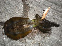 淡路でエギング釣行