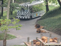 動物園でウォーキング
