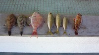 身近島で新年　Ⅱ 2009/01/06 00:21:03