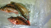 身近島で年越し　② 2009/01/05 15:56:48