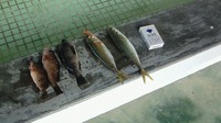 身近島で年越し　①