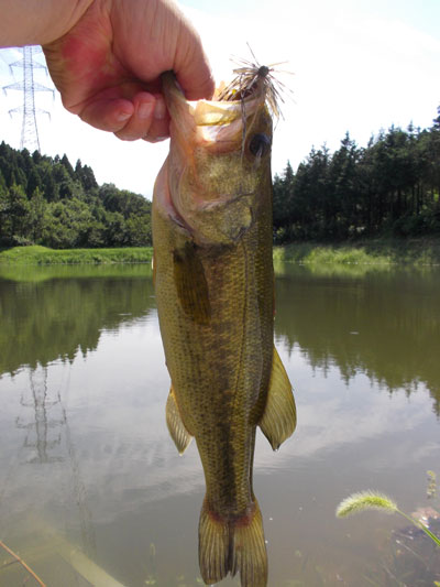 残暑の野池。