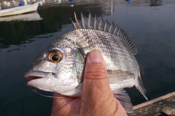 かかり釣り5回目（穴水中居）