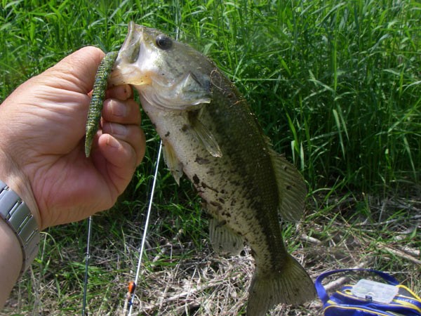 結局、津幡の野池。