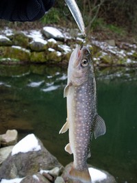 釣り初め♪管釣ver. 2007/01/04 11:21:55