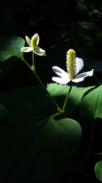 ドクダミの花