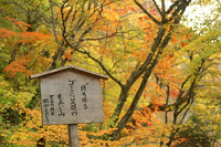 中野もみじ山