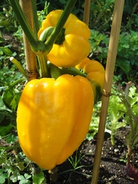 庭野菜