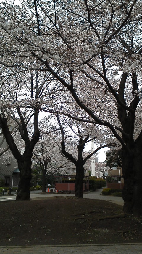 東京　桜満開宣言ですね。