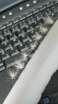 5/3ＧＷ後半が始まったと同時に後半戦の釣りが終わった日