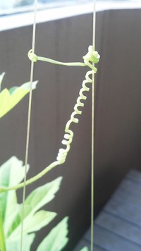7/26