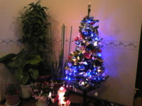 クリスマスツリー！ 2010/12/20 21:28:33