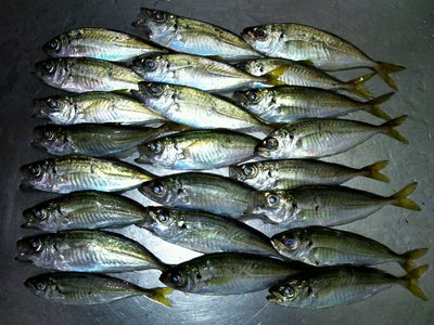 清水港で豆アジング！