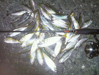 魚参参目