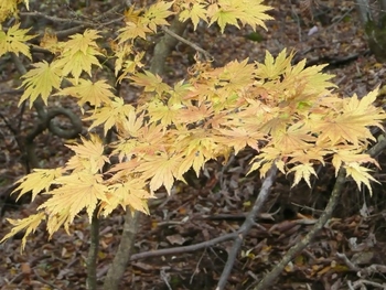 長野県東部の里山巡り・後編