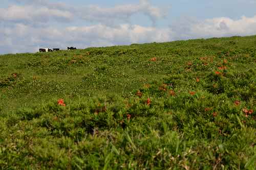 登山道を辿り美ヶ原へ